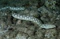 Bonaire 2010-24